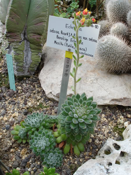 echeveriasetosa.jpg