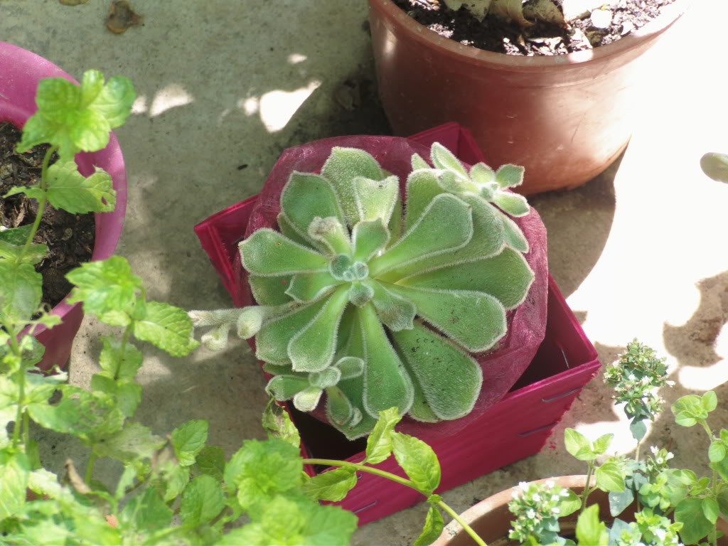 echeveriasetosa.jpg