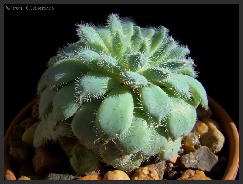 Echeveriasetosa3_791x600.jpg