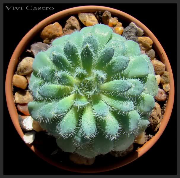 Echeveriasetosa_607x600.jpg