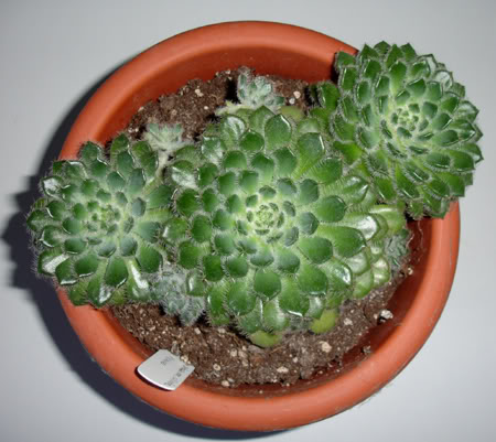 echeveriasetosavarciliata06_2008a.jpg