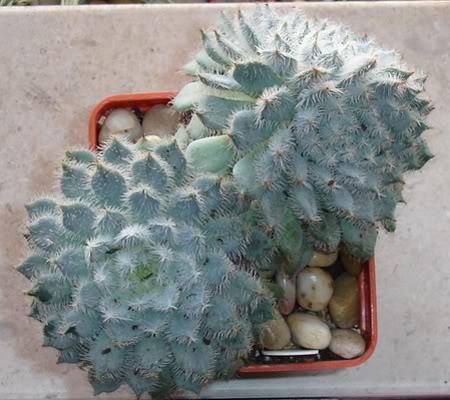 echeveriasetosavarminor10_2008.jpg