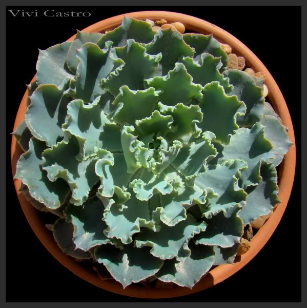 Echeveriashaviana_599x600.jpg
