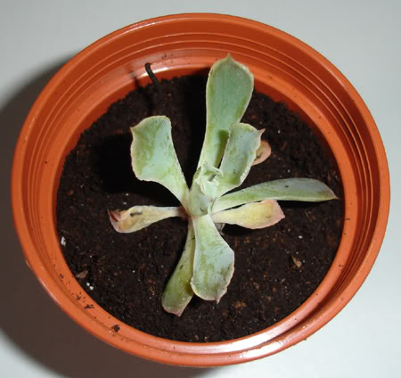 echeveriashavianapinkfrills02_2008.jpg