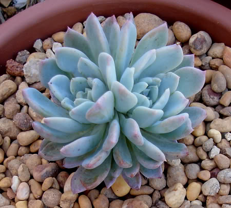 echeveriasp06_2008.jpg