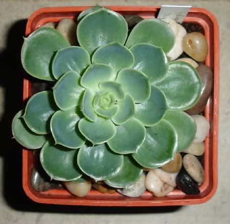 echeveriasp10_2008.jpg