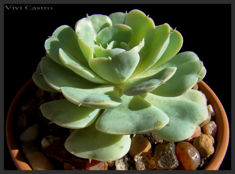 Echeveriasubalpina2_800x593.jpg