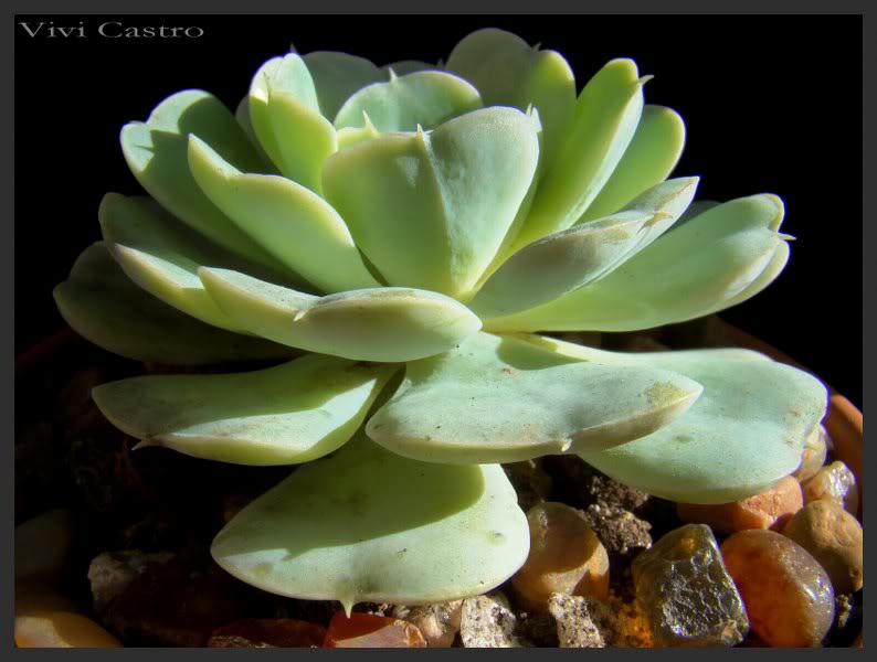Echeveriasubalpina3_794x600.jpg
