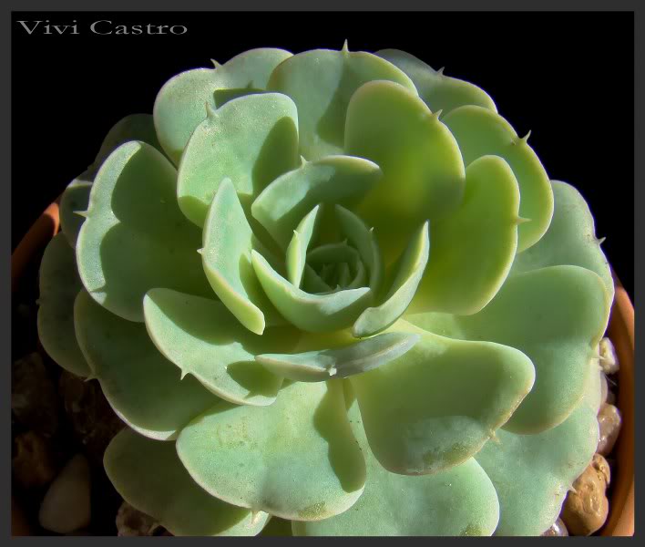 Echeveriasubalpina4_708x600.jpg