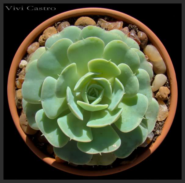 Echeveriasubalpina_606x600.jpg