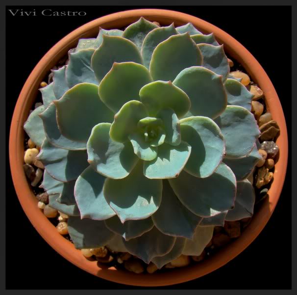 Echeveriasubsessilis2_606x600.jpg