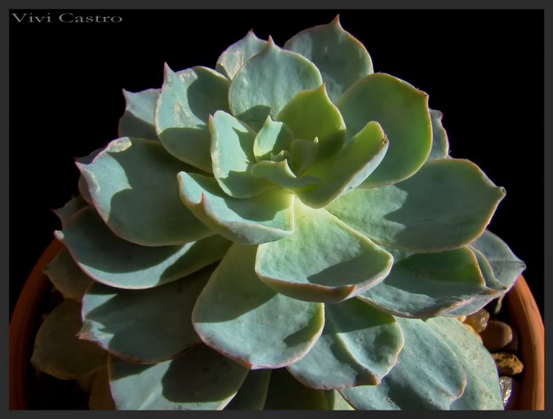 Echeveriasubsessilis3_791x600.jpg