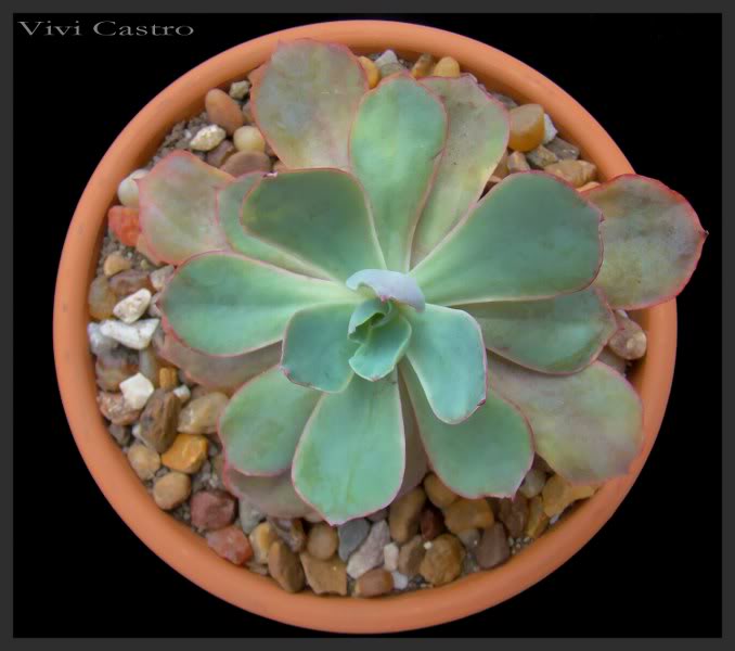 Echeveriasymphonybluepink_678x600.jpg
