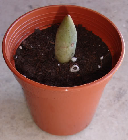 echeveriatolimanensis06_2008.jpg
