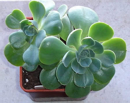 echeveriawestii08_2008-1.jpg