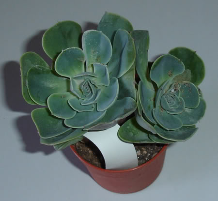 echeveriawestii08_2008.jpg