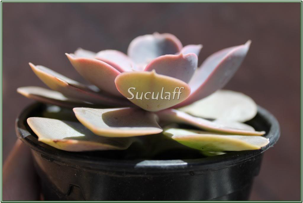 EcheveriaWhitePrinceshavianaxstrictiflora1_zps69a765ab.jpg