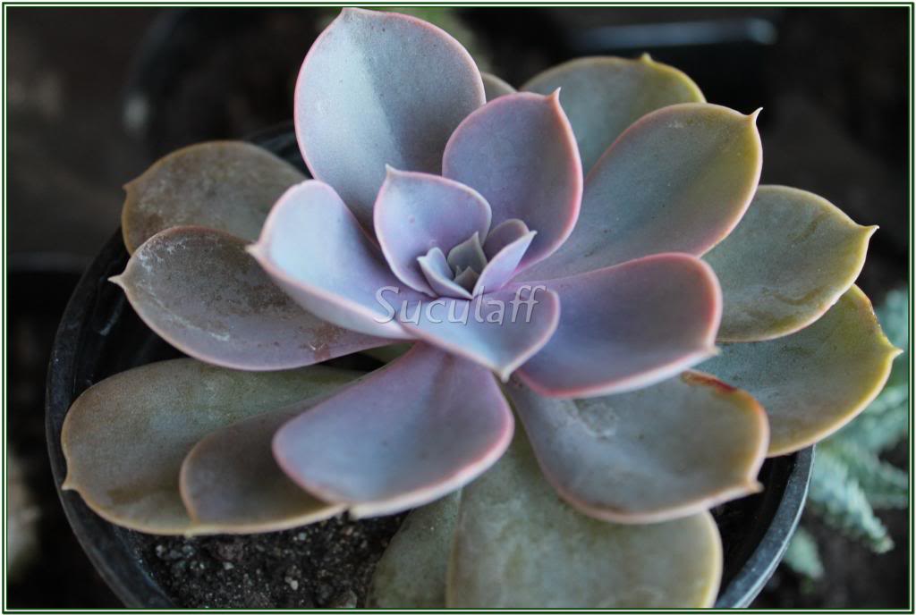 EcheveriaWhitePrinceshavianaxstrictiflora_zpsa20cf281.jpg