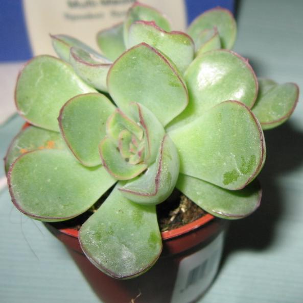 echeverria...JPG