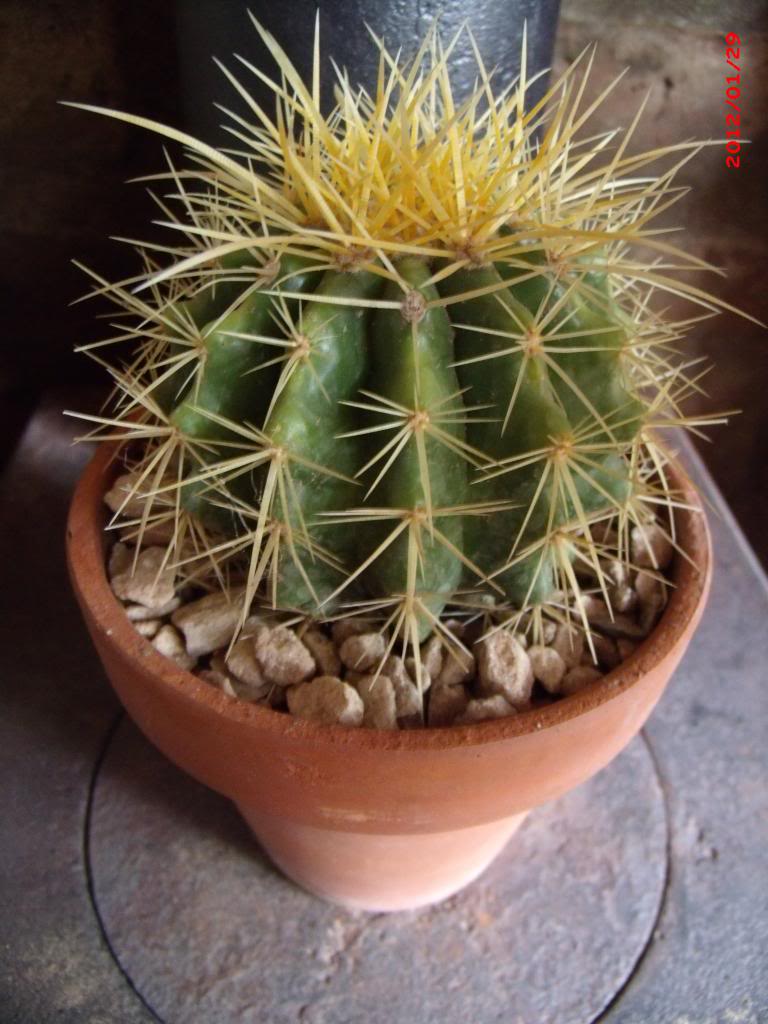 Echicocactusgrusonii_zps07648d13.jpg
