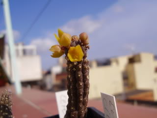 Echidnopsiscereiformisflor20093.jpg