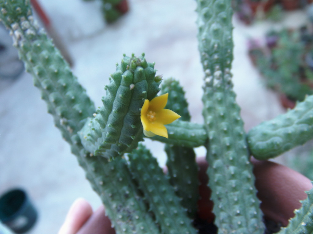 Echidnopsiscereiformisvarlutea3.jpg