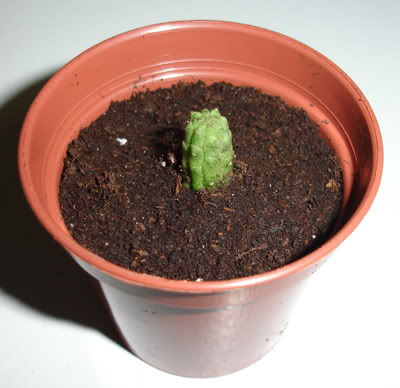 echidnopsisrepens03_2008.jpg