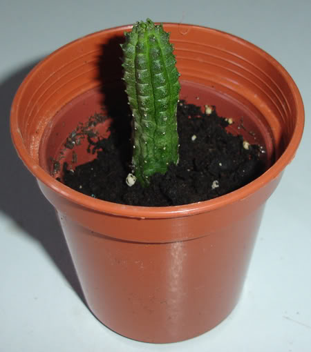 echidnopsisrepens07_2008-1.jpg