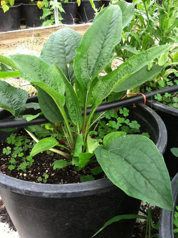 echinacea.jpg