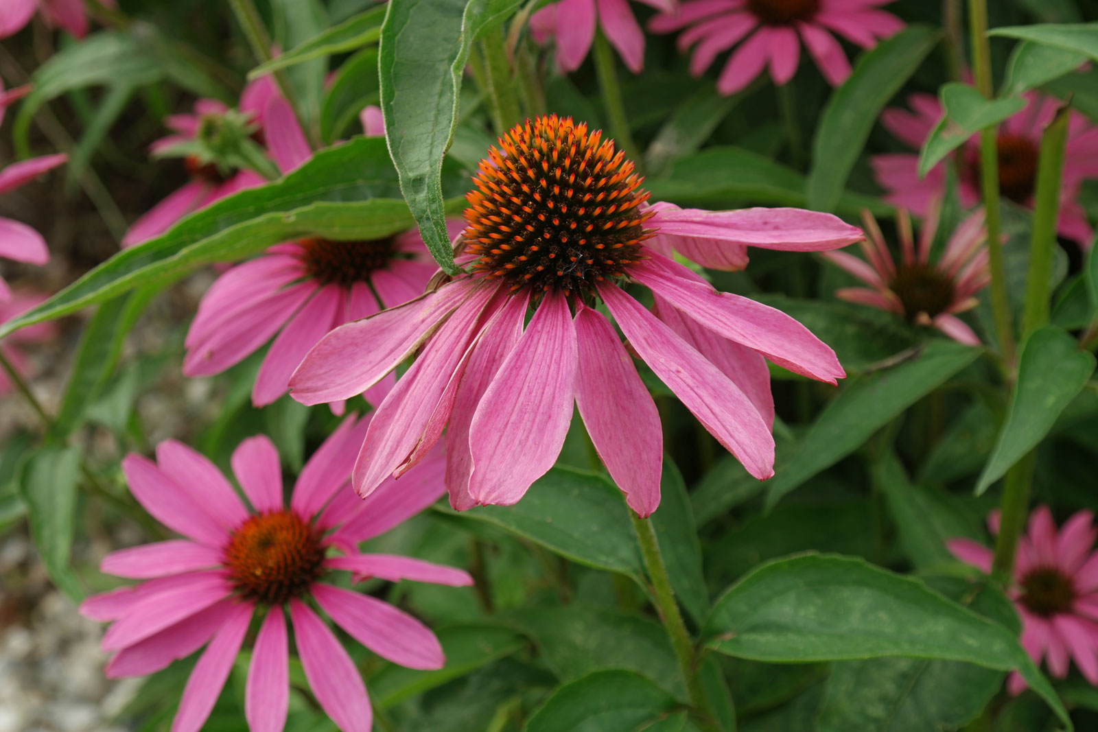 Echinacea-purpurea.jpg