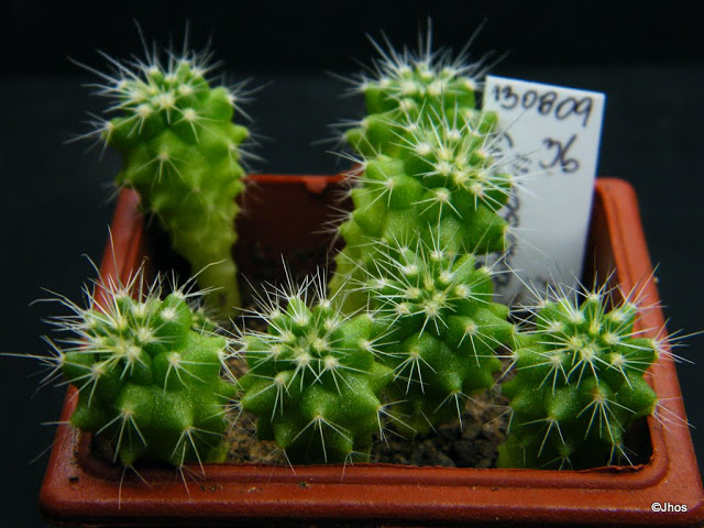 Echinocactus%20%20Grusonii%20036%2020100111.jpg