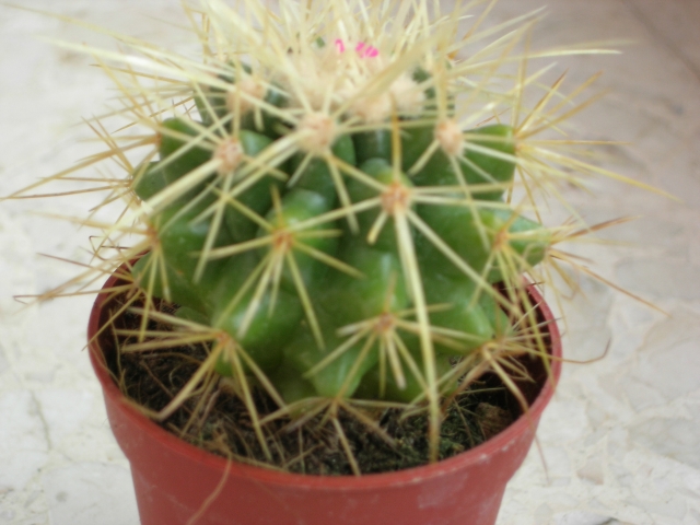 Echinocactus%20Grusoni.jpg