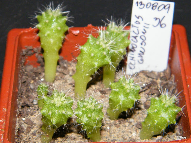 Echinocactus%20Grusonii%20036%2020091126.jpg