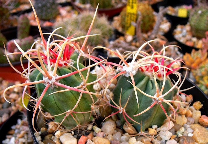 Echinocactus%252520parryi.jpg