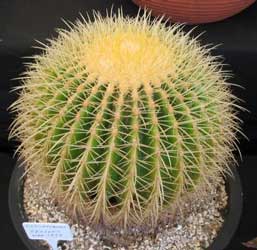 echinocactus-grusonii.jpg