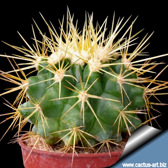 Echinocactus_grusonii_juv_540.jpg
