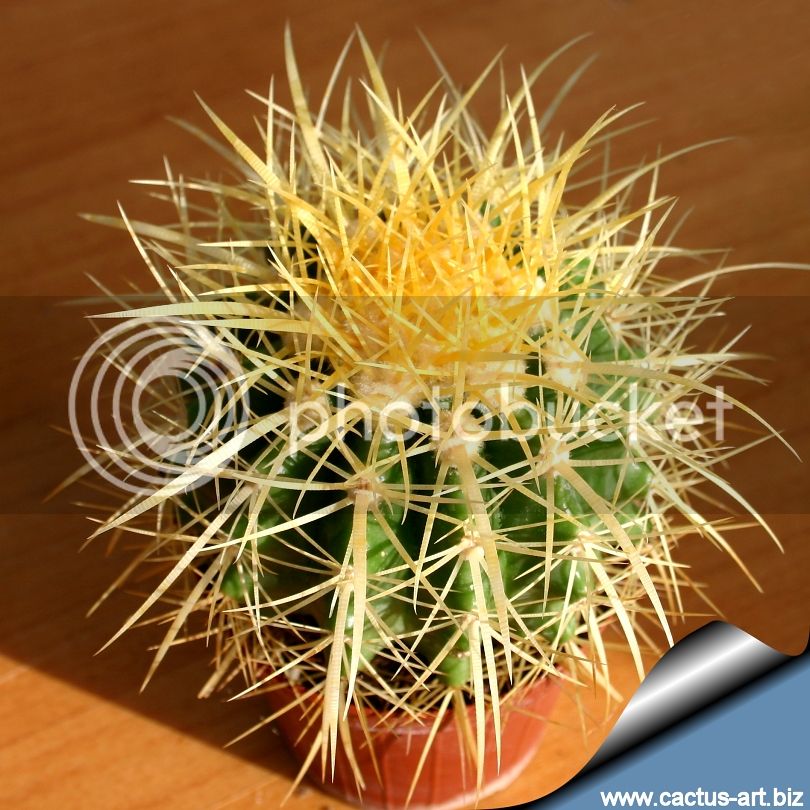 Echinocactus_grusonii_young_810_zpsf30b52ed.jpg