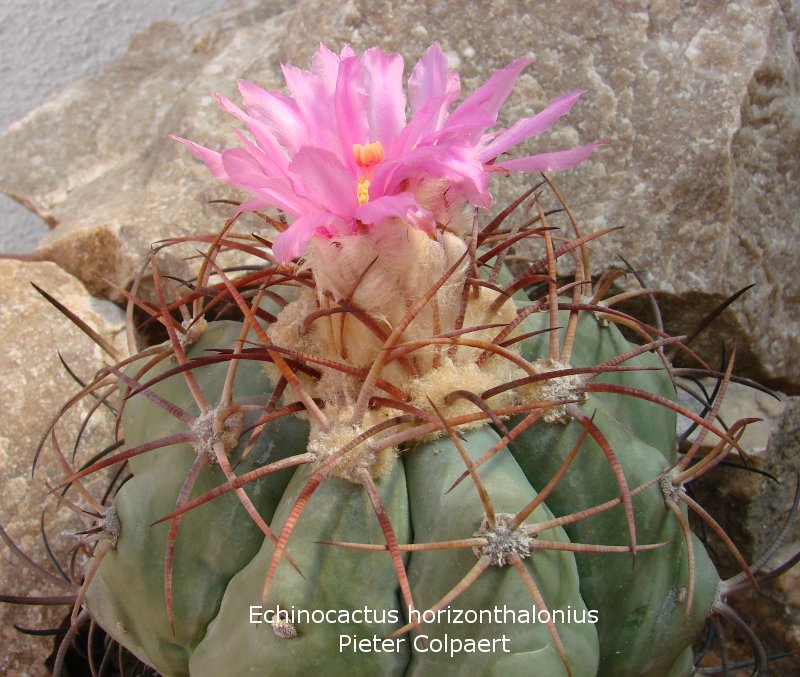 Echinocactus_horizonthalonius.jpg