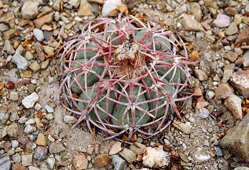 Echinocactus_horozonthalonius.jpg