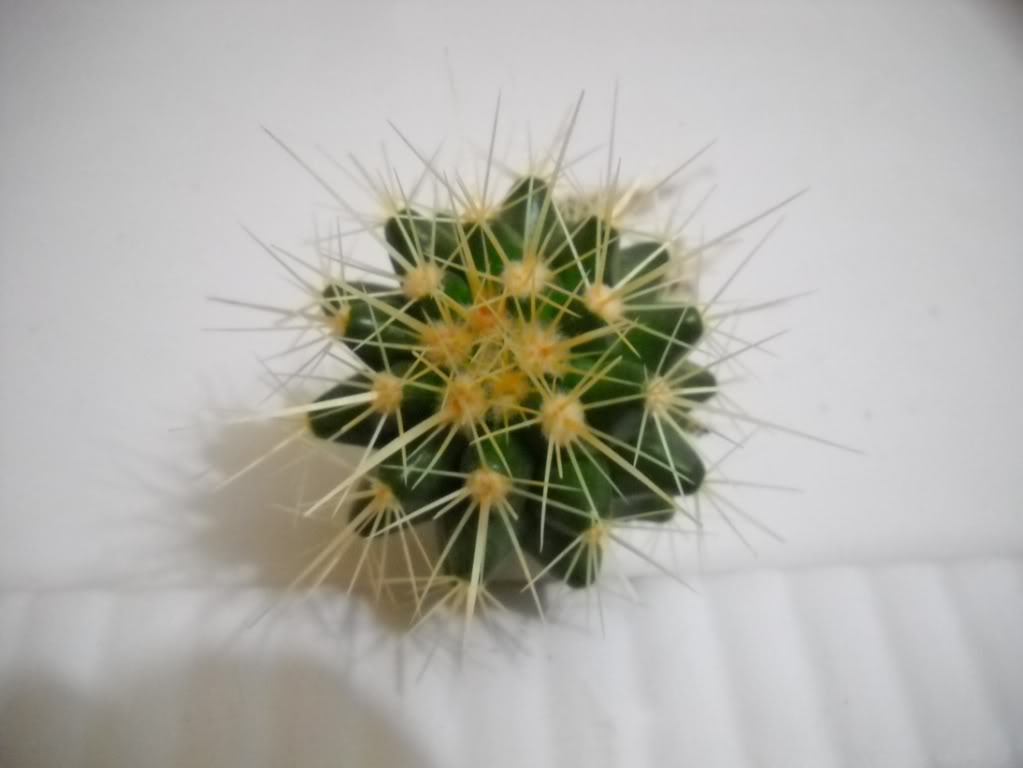 echinocactusgrusonii-1.jpg