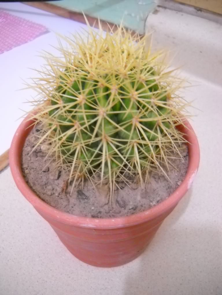 echinocactusgrusonii.jpg