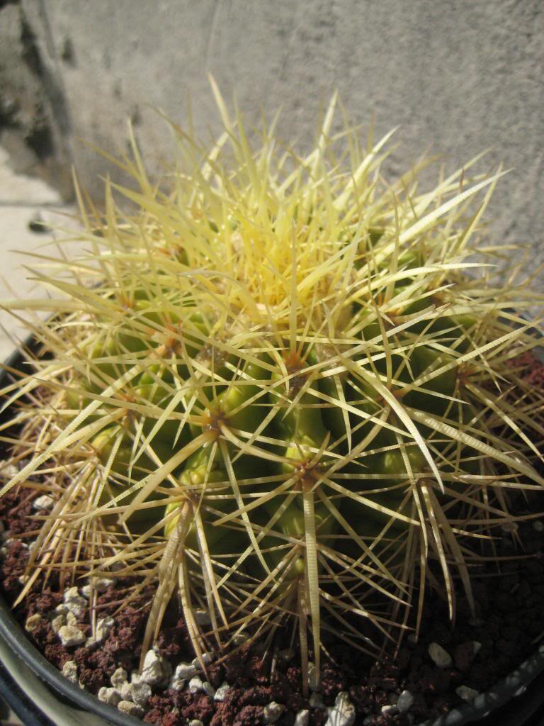 echinocactusgrusonii.jpg