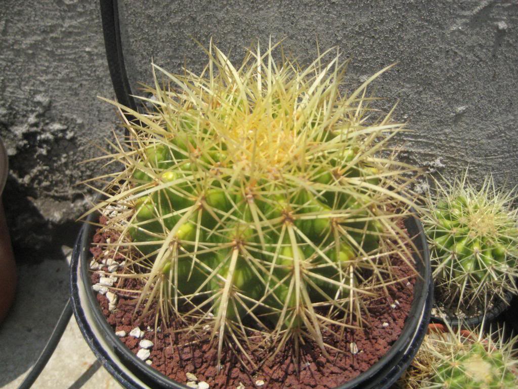 Echinocactusgrusonii.jpg