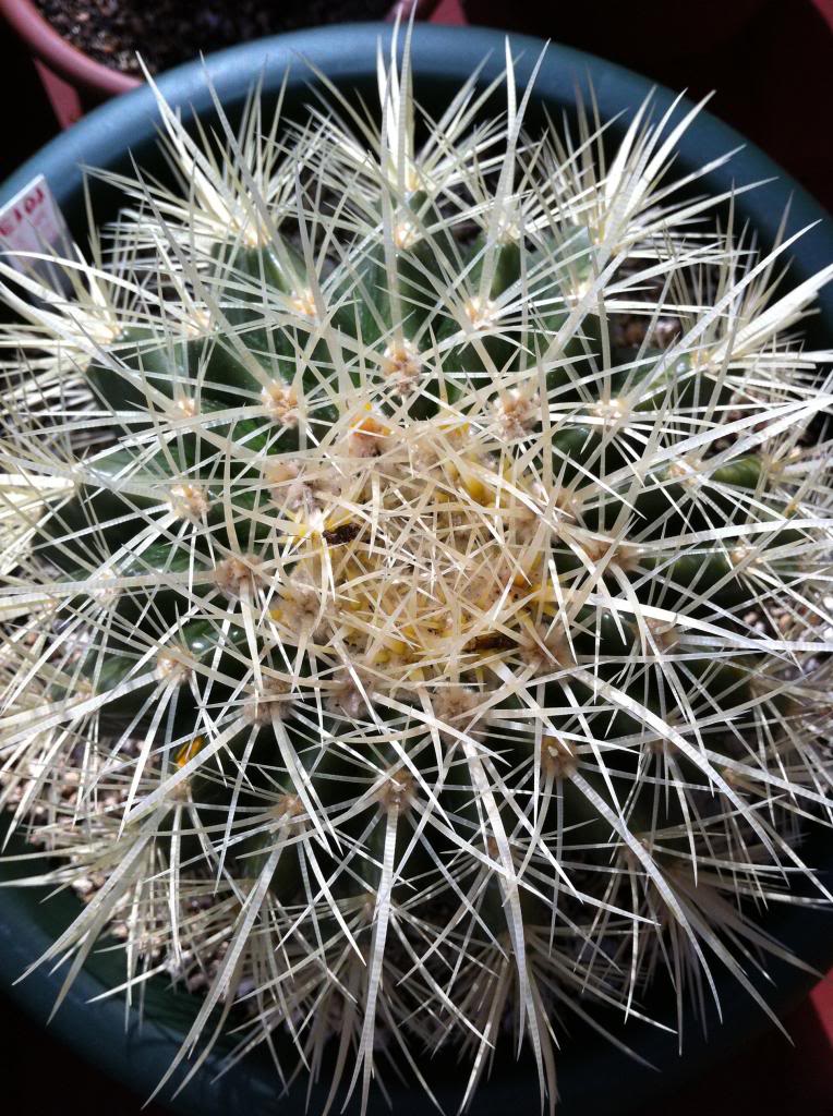 echinocactusgrusonii_zpsb2139e31.jpg