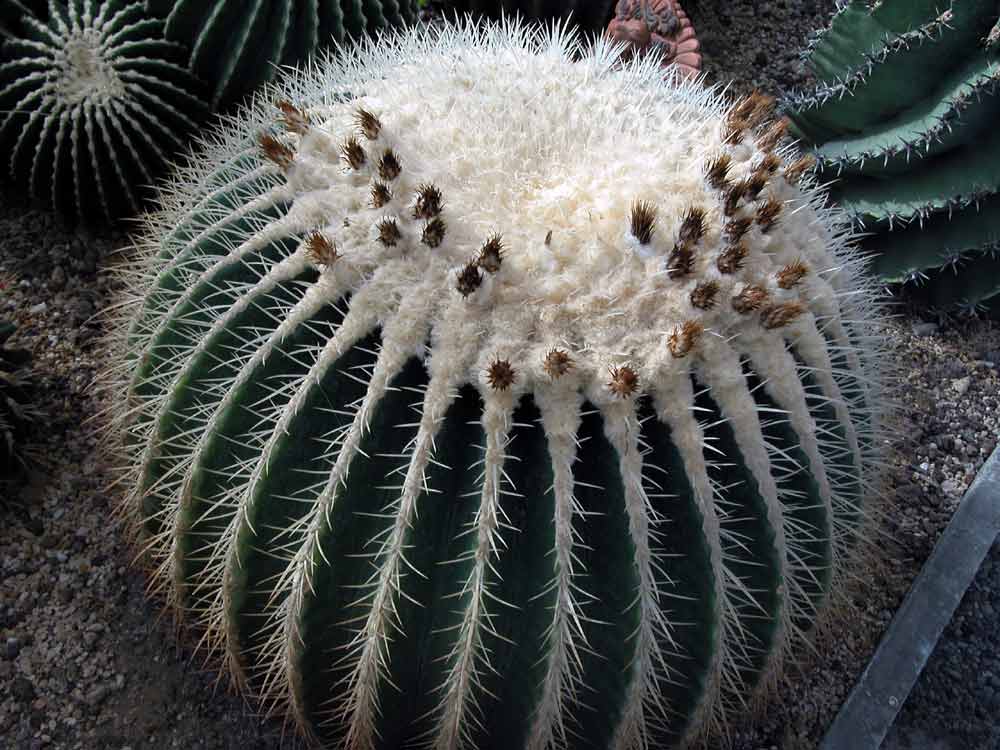 EchinocactusGrusoniivAlba.jpg