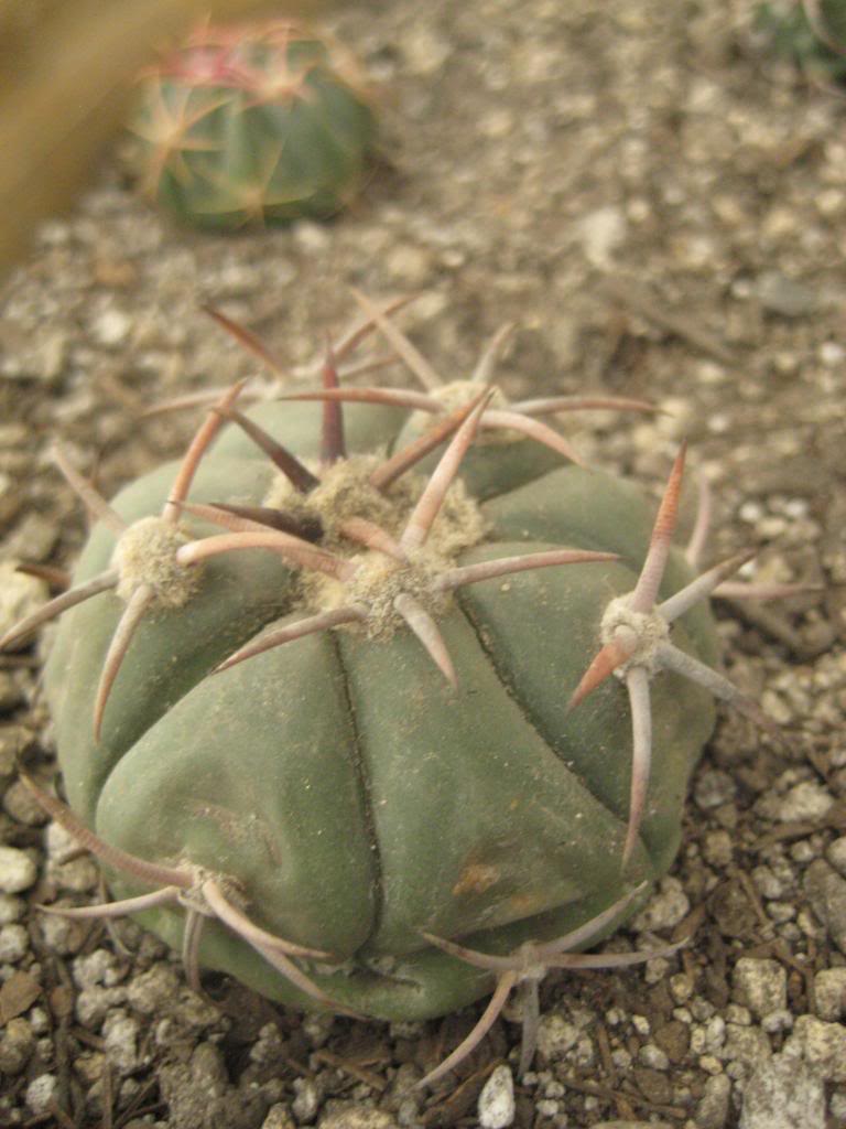 echinocactushorizonthalonius.jpg