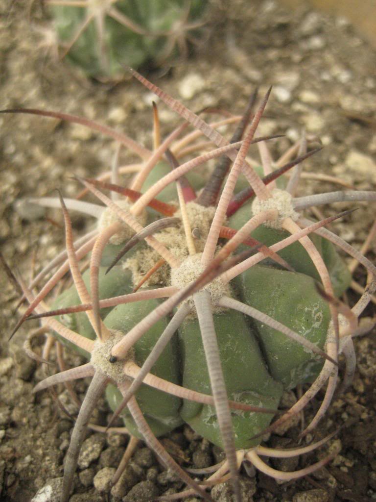 echinocactushorizonthalonius2.jpg