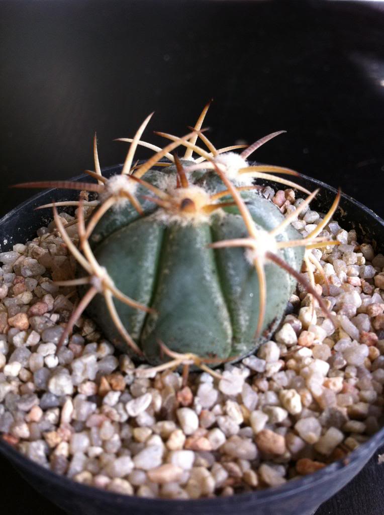echinocactushorizonthalonius2_zps3325288d.jpg