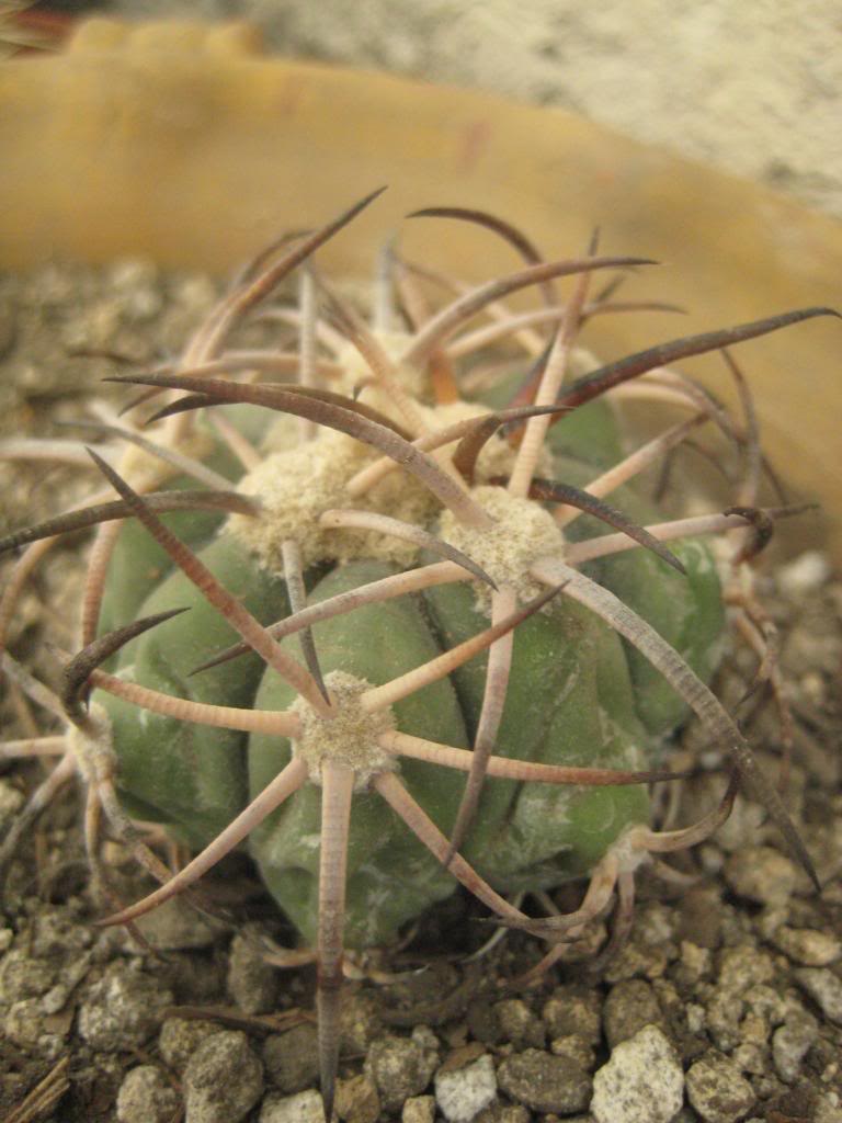 echinocactushorizonthalonius3.jpg