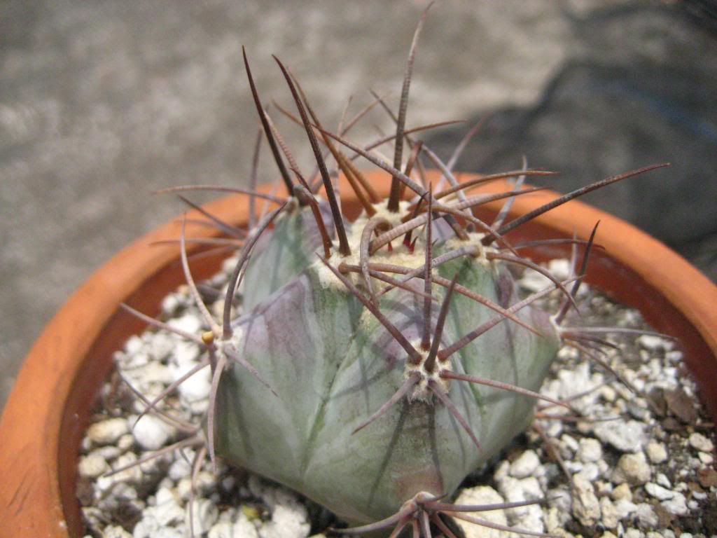 echinocactusplatyacanthus.jpg